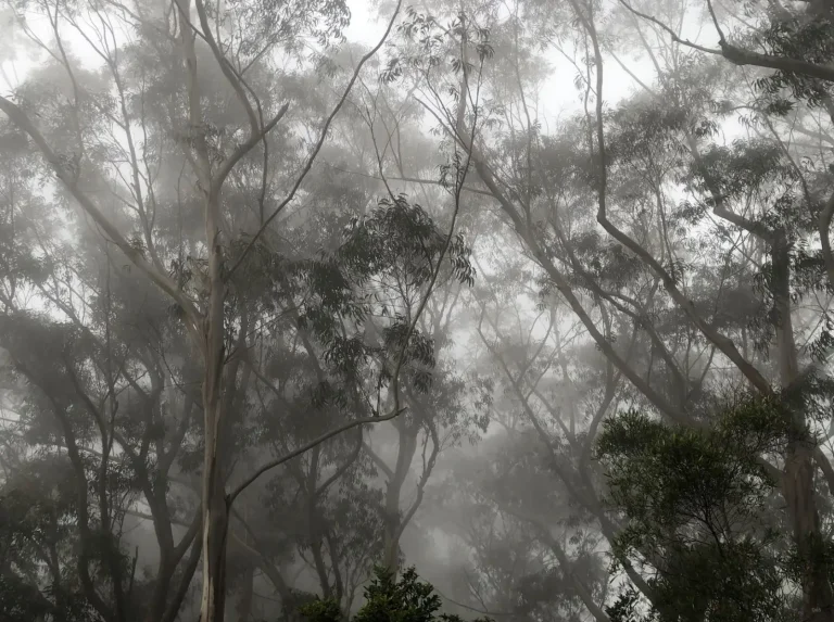 Australian Rainforest Species Under Pressure Australian Rainforest Species Under Pressure