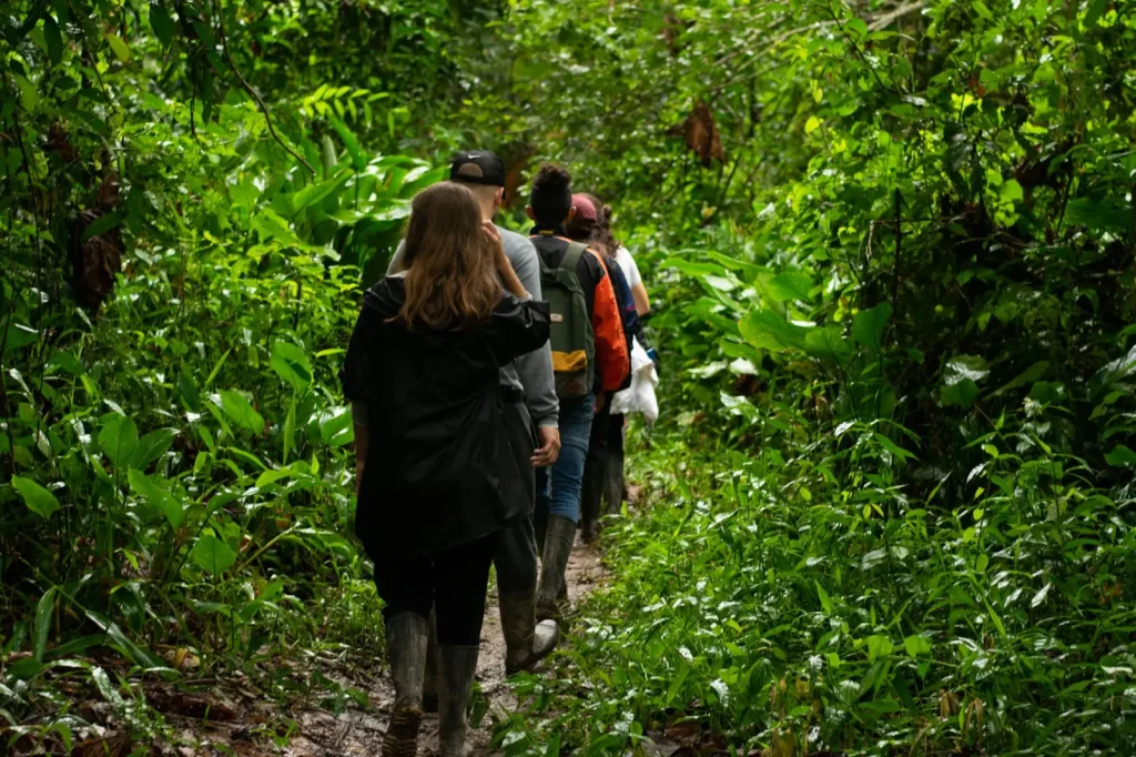 Walking Tamborine Mountain's Rainforest Trails