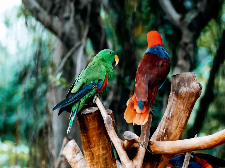 Rainforest Birds of Tropical North Queensland Rainforest Birds of Tropical North Queensland