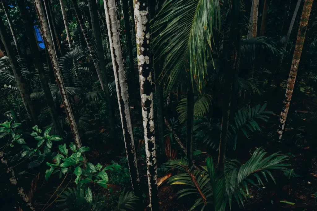 Rainforest Landscapes Around Malanda