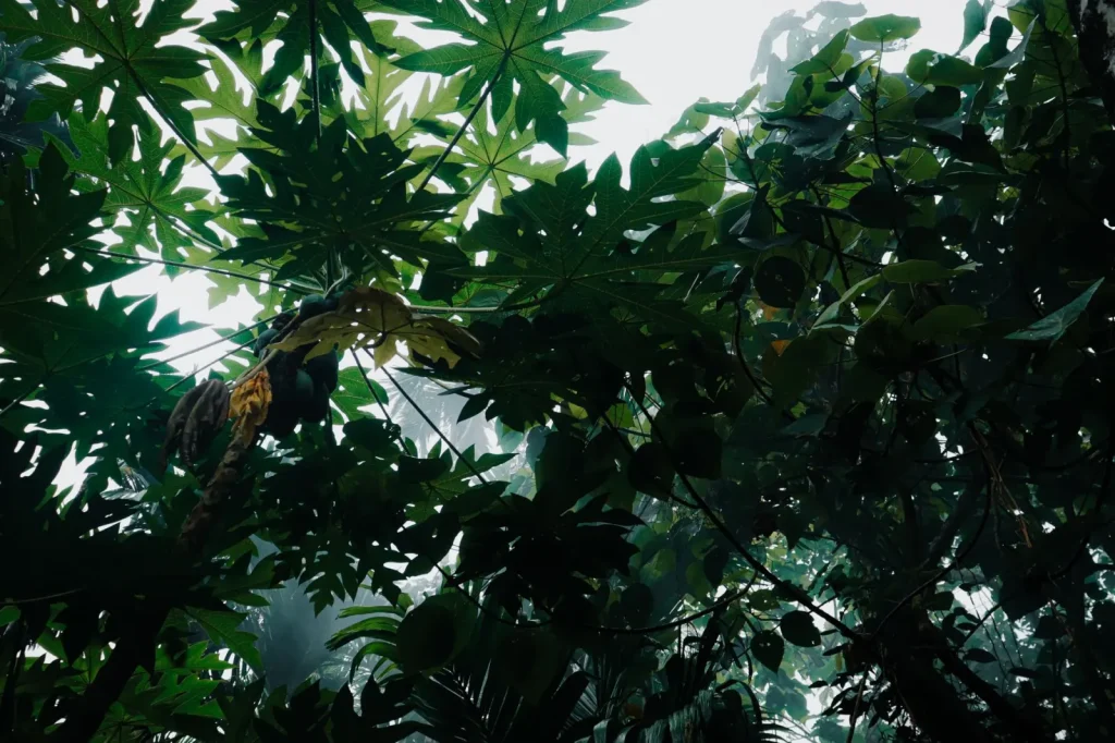Hearing Rainforest Birds Before You See Them
