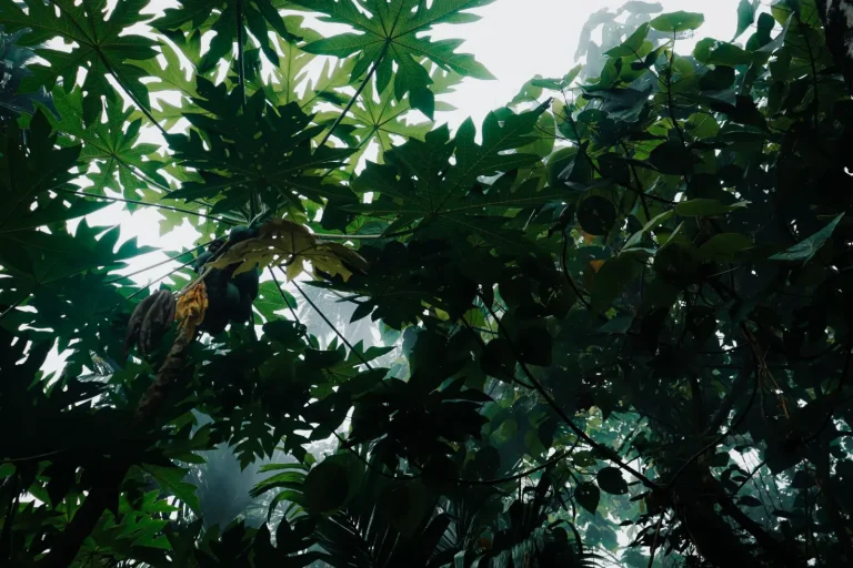 Hearing Rainforest Birds Before You See Them Hearing Rainforest Birds Before You See Them