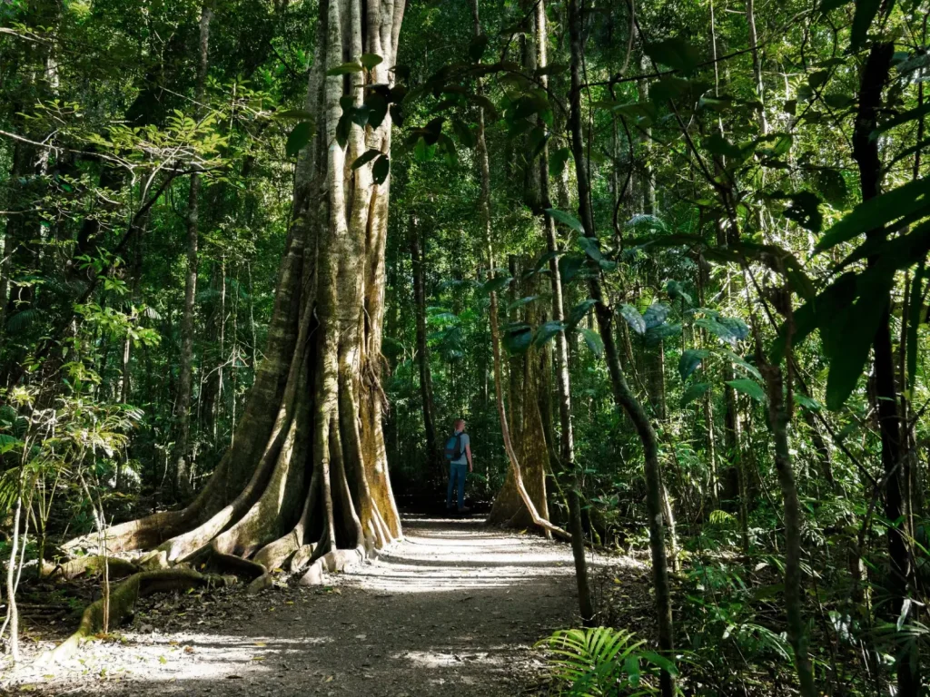 What Guided Rainforest Tours in Mossman Gorge Actually Involve