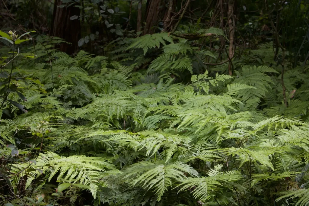 Ferns of Australia's Tropical Rainforests
