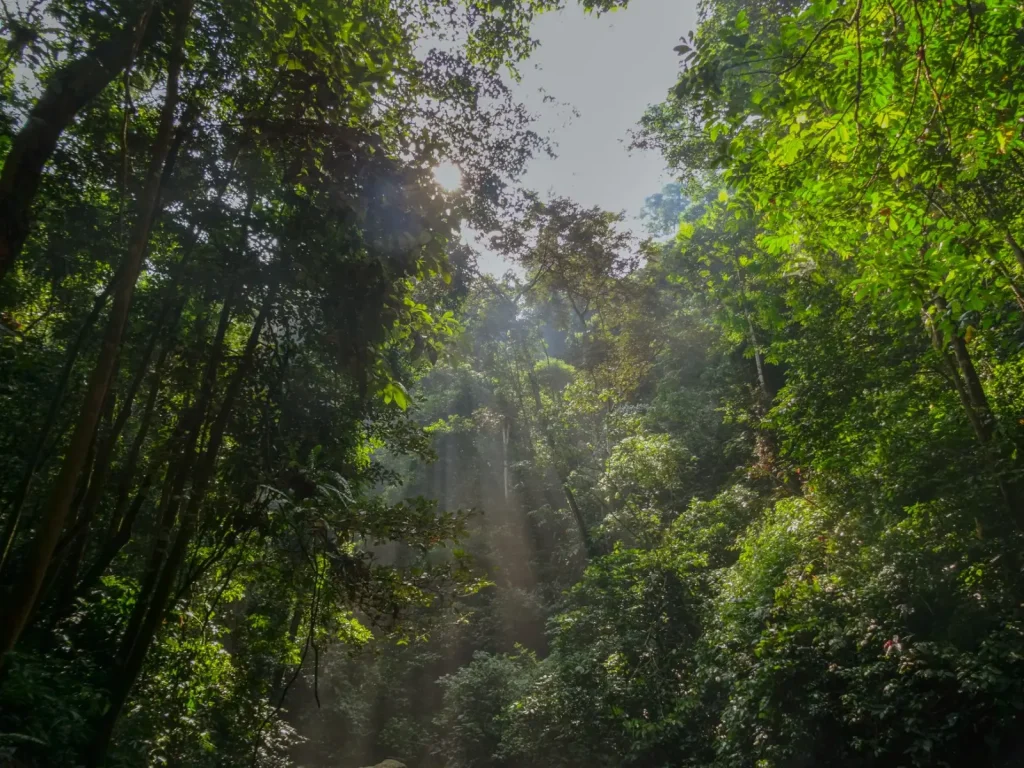 How Rainforest Fragmentation Reshapes Australian Ecosystems