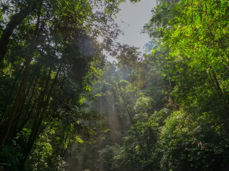 How Rainforest Fragmentation Reshapes Australian Ecosystems How Rainforest Fragmentation Reshapes Australian Ecosystems