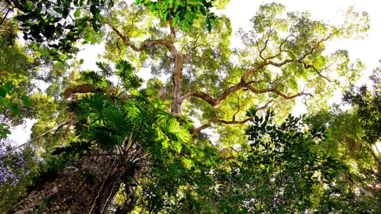 Climate Shifts in Australia's Tropical Rainforests Climate Shifts in Australia's Tropical Rainforests