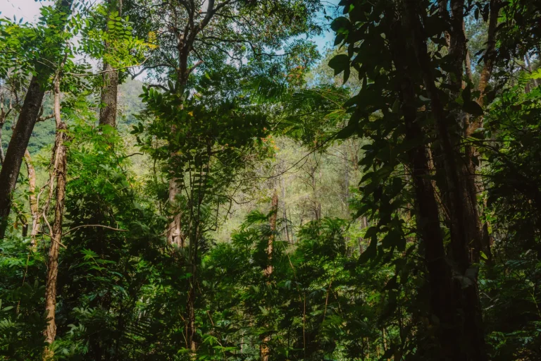 Walking the Daintree Lowlands: What the Forest Actually Demands Walking the Daintree Lowlands: What the Forest Actually Demands