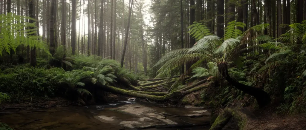 Australian Rainforests After Heavy Rain: What Actually Changes