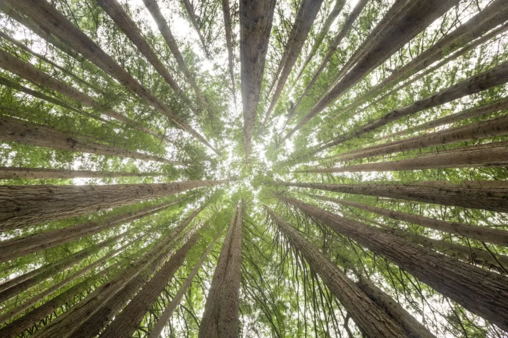 How Australian Rainforests Survived Since the Dinosaurs