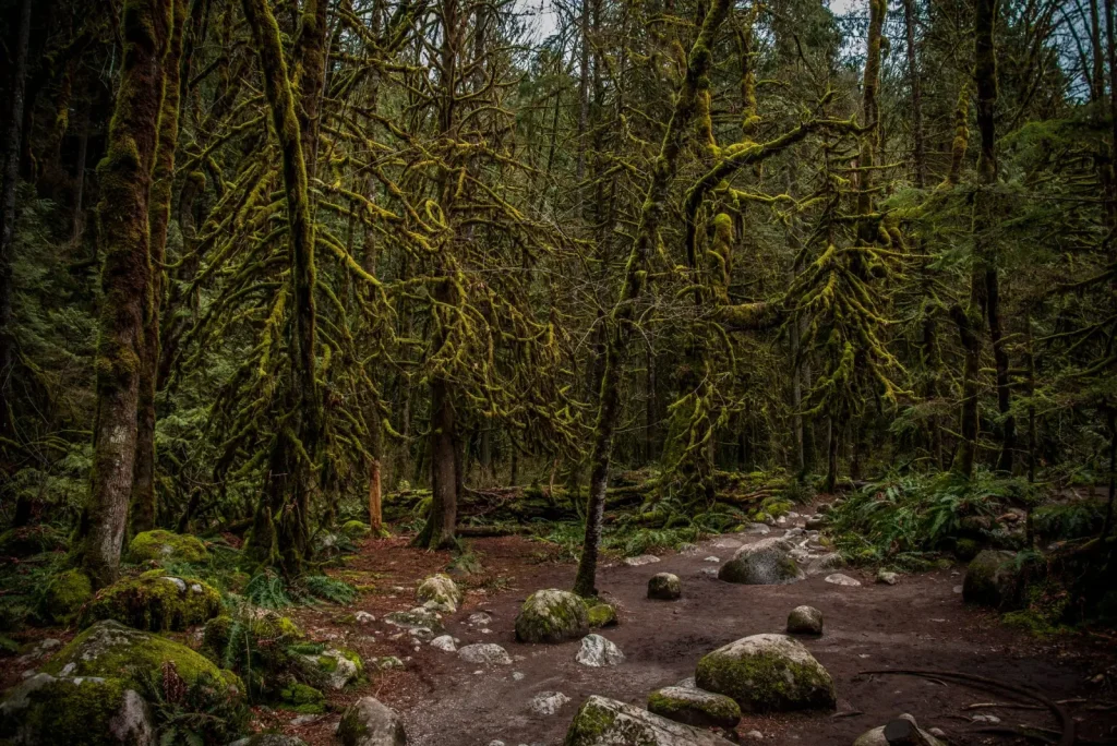 Walking Mount Field's Forests: What the Trail Actually Demands