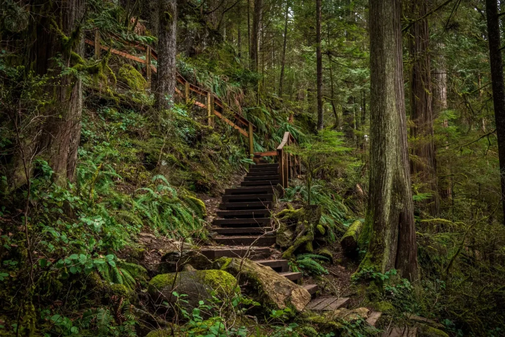 Walking Paluma Range: What the Track Actually Demands