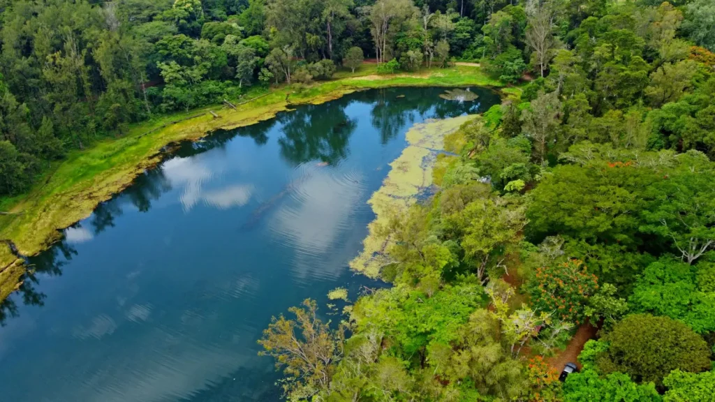 Forest Walking Around Lake Eacham: What Actually Happens on the Ground