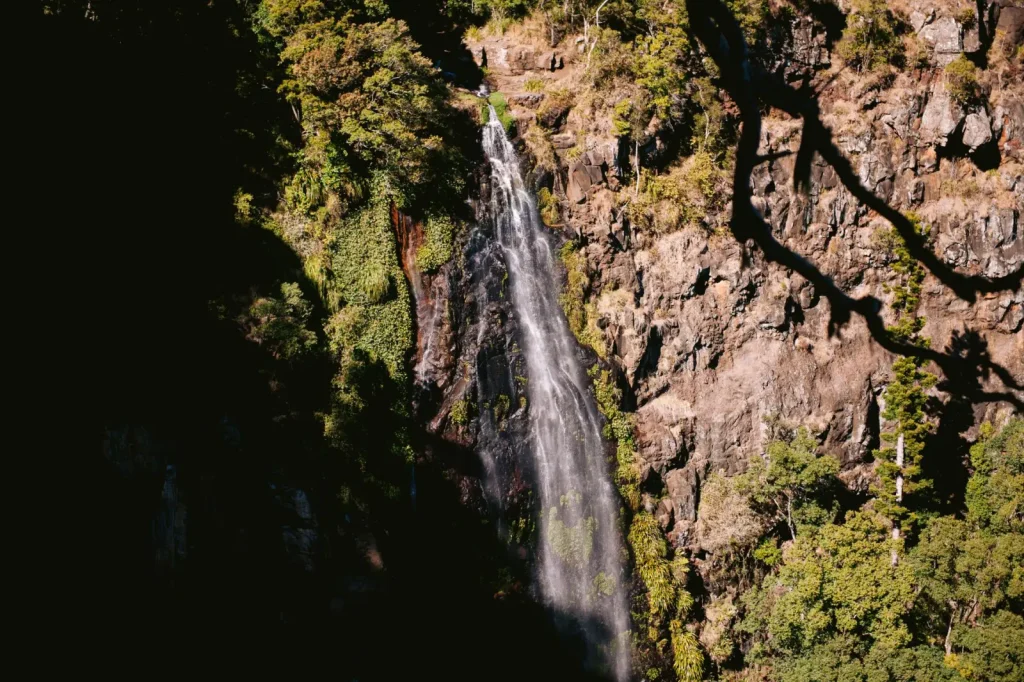 What Actually Lives in Lamington National Park