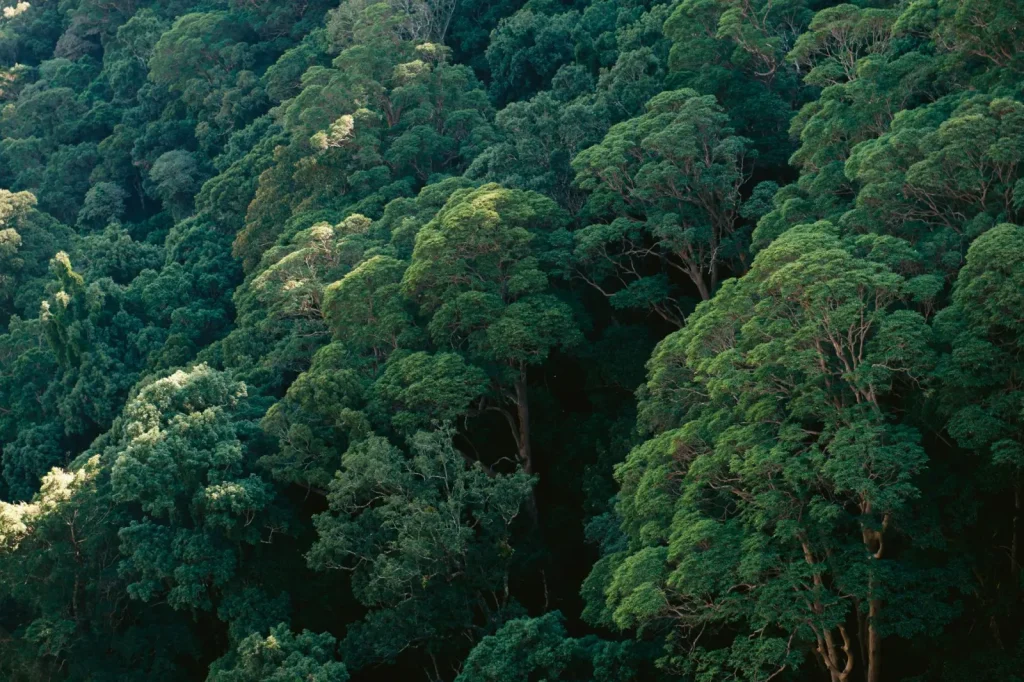Rainforest Depth in Gondwana: What Lamington's Landscapes Reveal