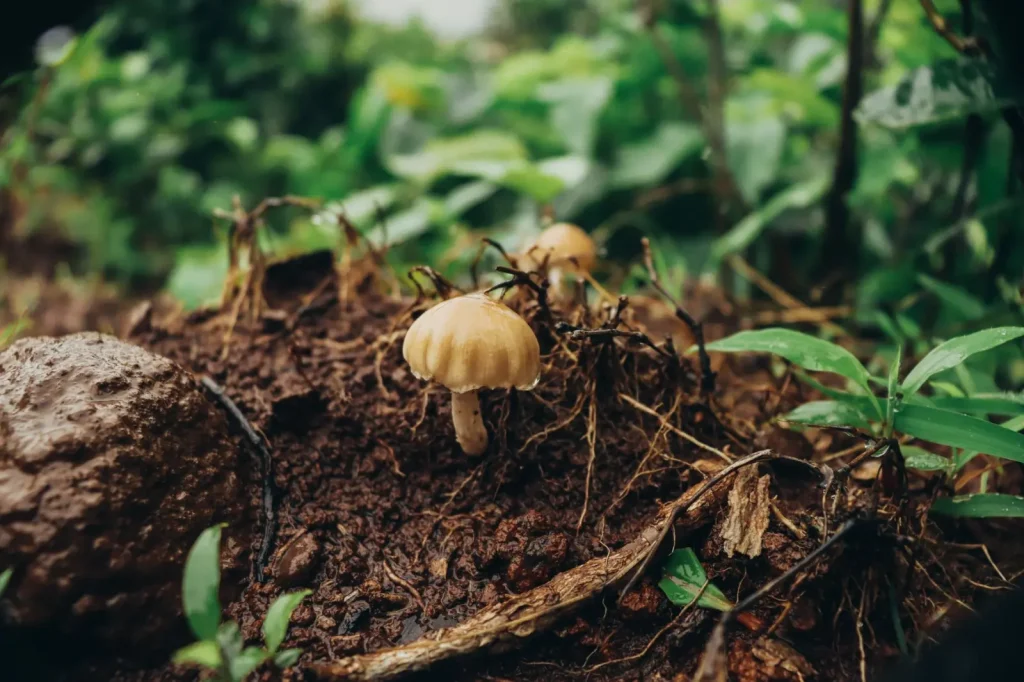 Fungi Shape Rainforest Survival in Ways Most Visitors Never See