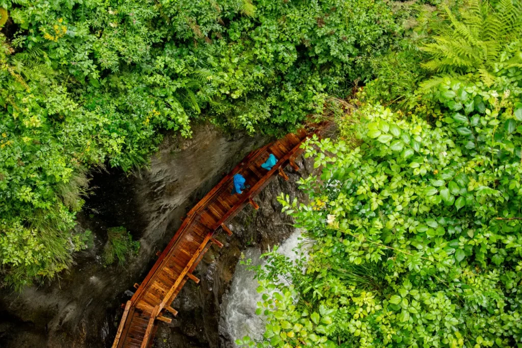 Walking Dorrigo's Rainforest: What the Escarpment Actually Demands