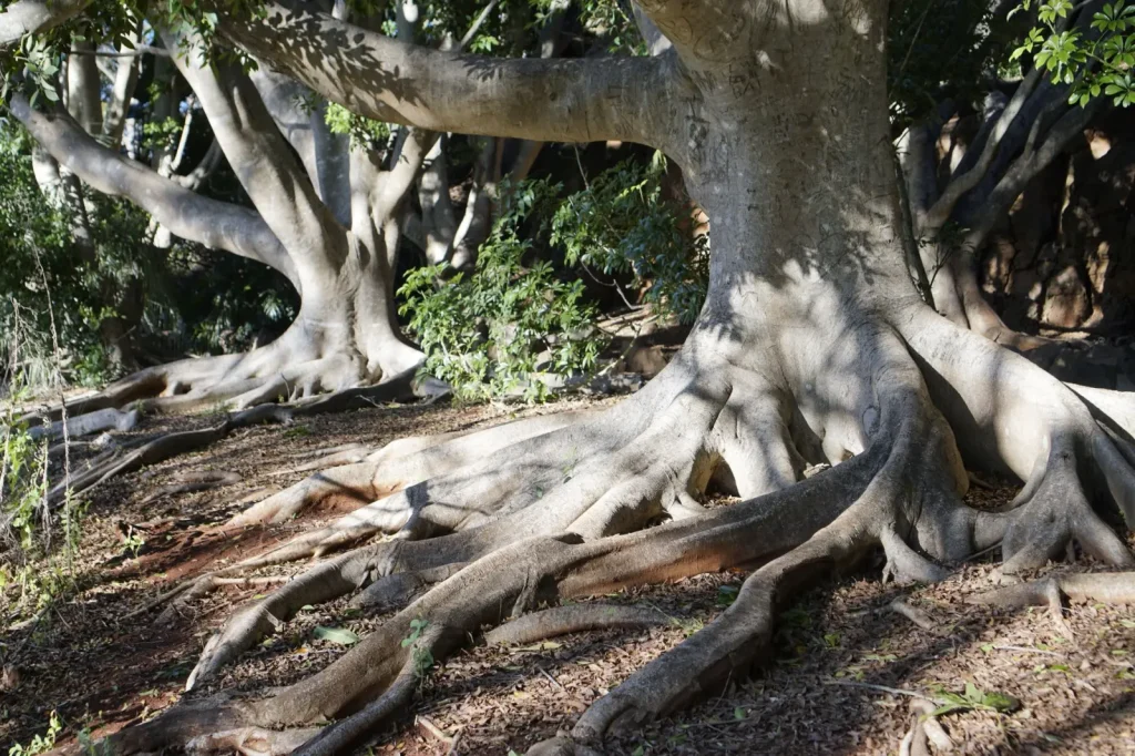 Giant Fig Trees Across Australia Worth Visiting