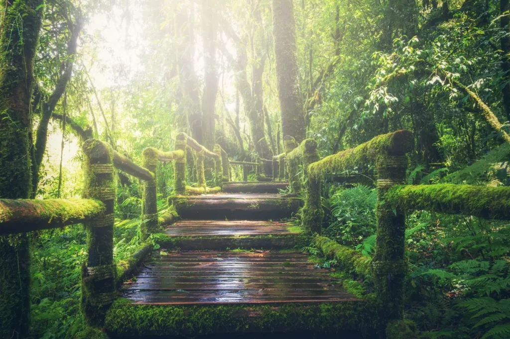 Walking Australian Rainforest Boardwalks: What Actually Works