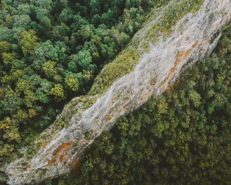Ancient Rainforests of Gondwana Still Growing in Australia Ancient Rainforests of Gondwana Still Growing in Australia