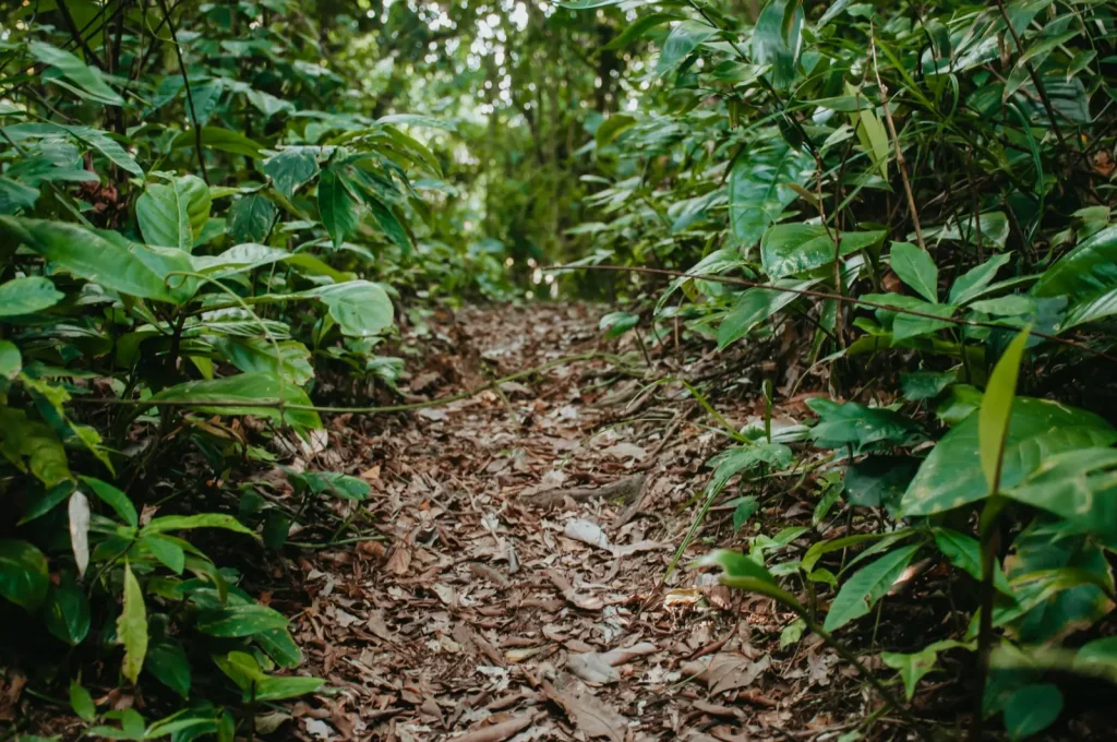 Border Track in Lamington National Park