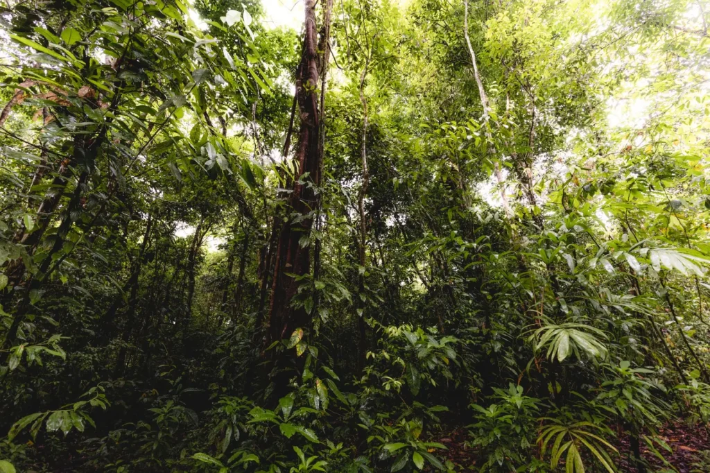 Rainforest Navigation Around Kuranda: What Actually Works