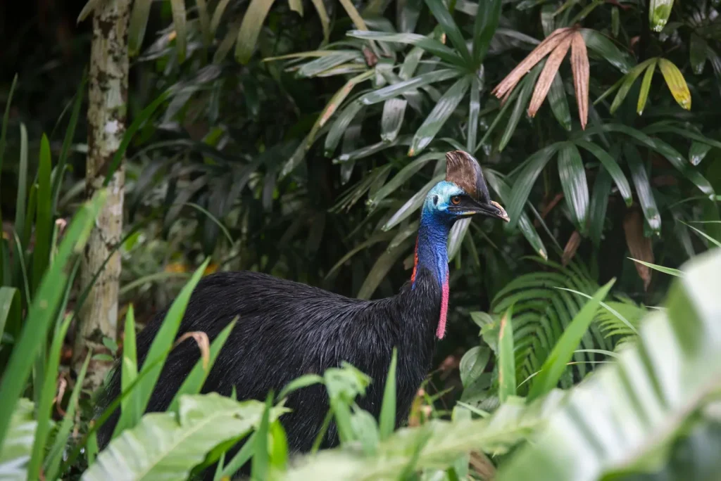What Wildlife You'll Actually See on Daintree Tours