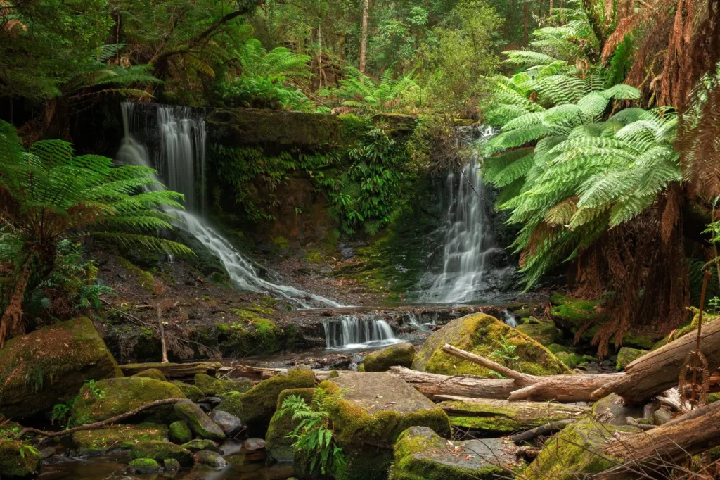 Tasmania's Ancient Rainforest Giants: What Visitors Actually Encounter