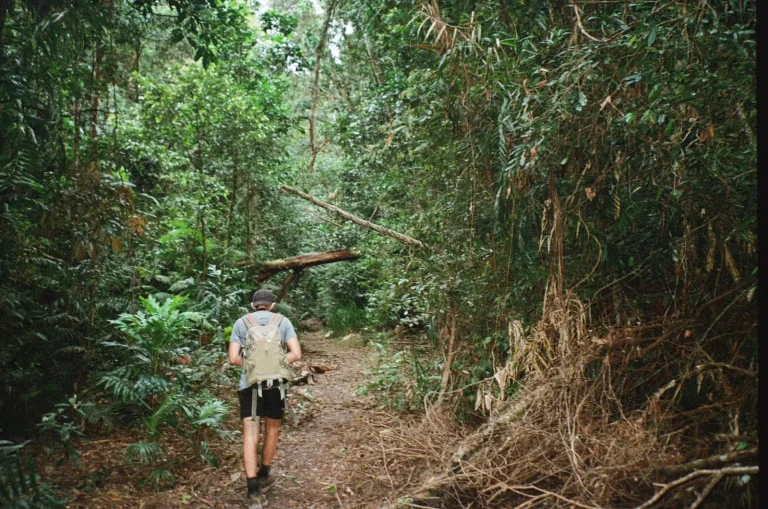 Packing for Queensland Rainforest: What Actually Works Packing for Queensland Rainforest: What Actually Works