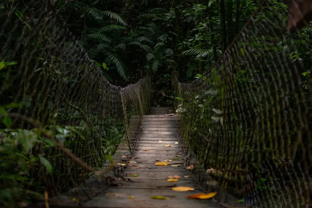 Wet Tropics Walks That Work for First-Time Visitors