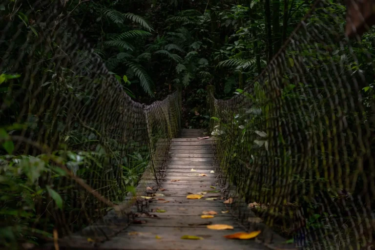 Wet Tropics Walks That Work for First-Time Visitors Wet Tropics Walks That Work for First-Time Visitors