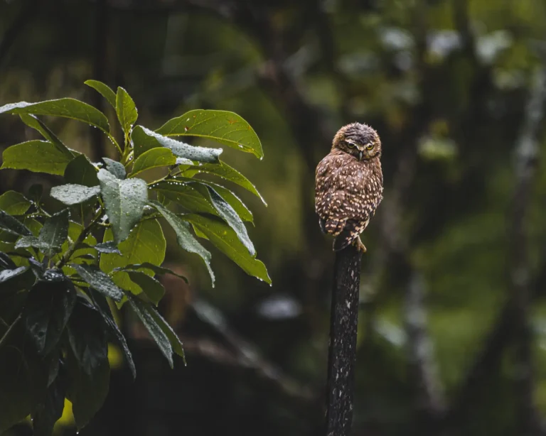 Australian Rainforest Owls: Habitat and Behavior in the Wild Australian Rainforest Owls: Habitat and Behavior in the Wild