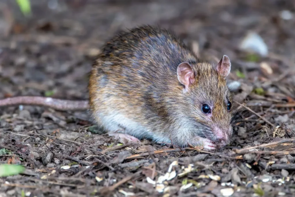 Ancient Rainforest Dweller: The Musky Rat-Kangaroo
