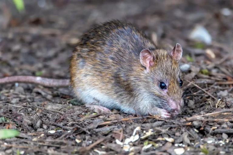 Ancient Rainforest Dweller: The Musky Rat-Kangaroo