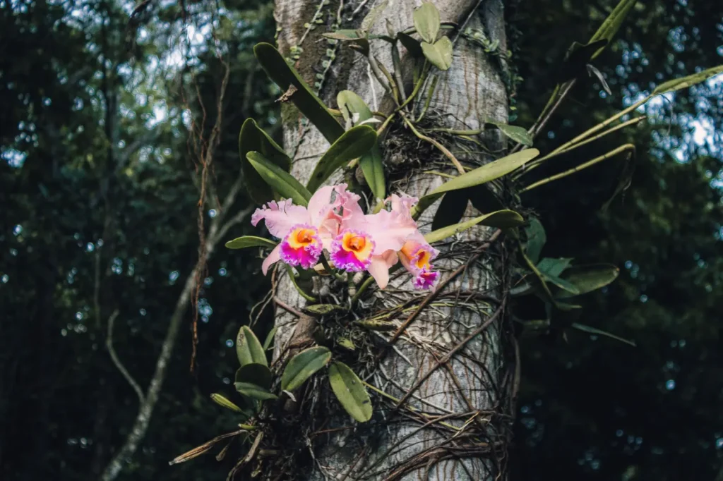 Why Epiphytes Dominate Wet Forest Canopies