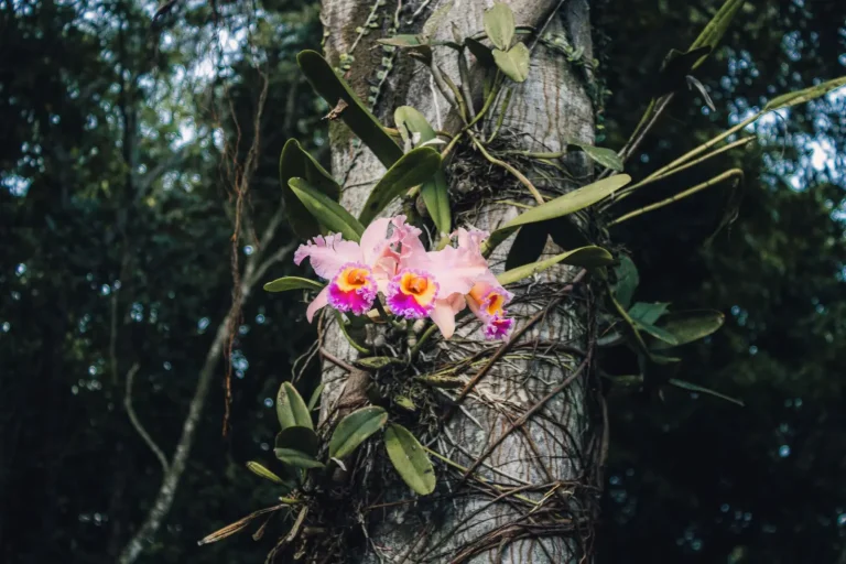 Why Epiphytes Dominate Wet Forest Canopies Why Epiphytes Dominate Wet Forest Canopies