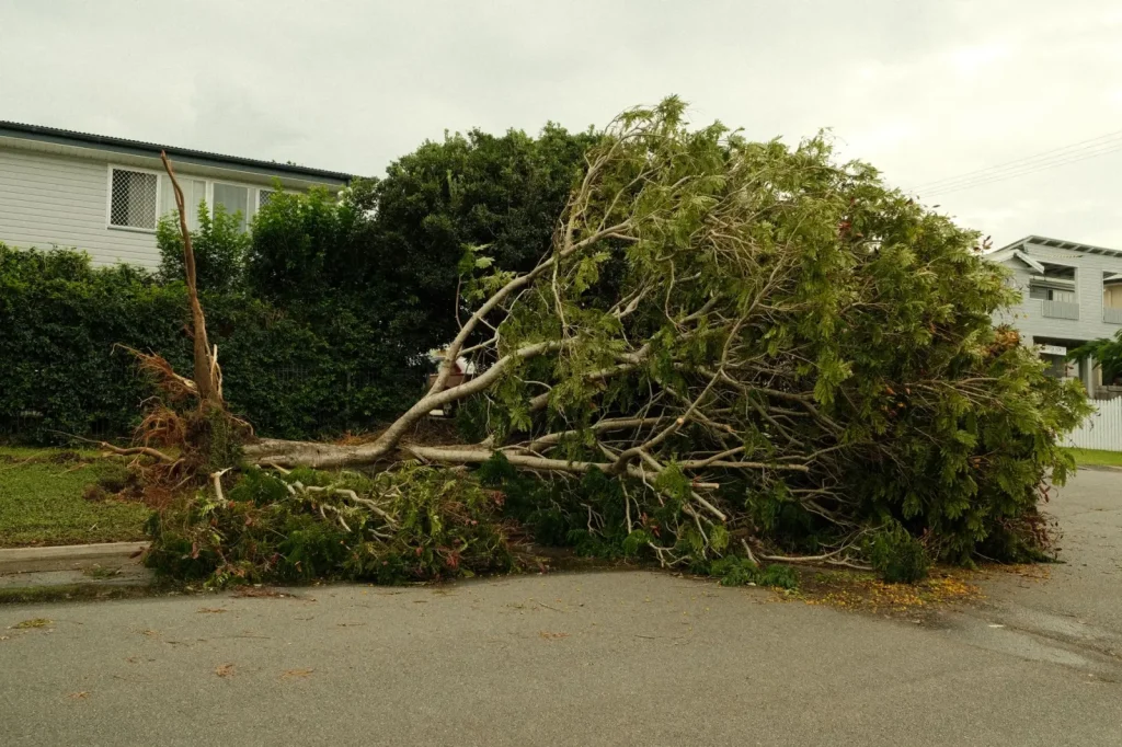 How Rainforest Trees Survive Cyclones