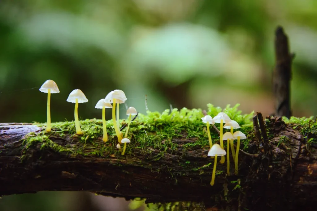 What Makes Tasmania's Rainforests Different