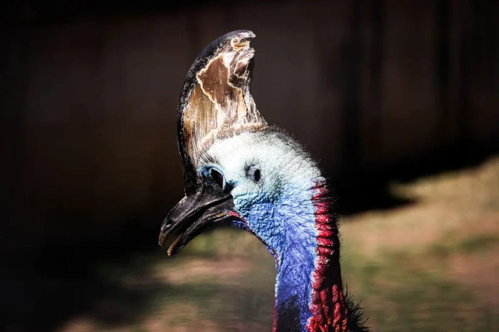 Cassowary Behaviour in the Wet Tropics Rainforest