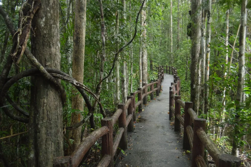 What Guides Know About Cape Tribulation Rainforest Tours