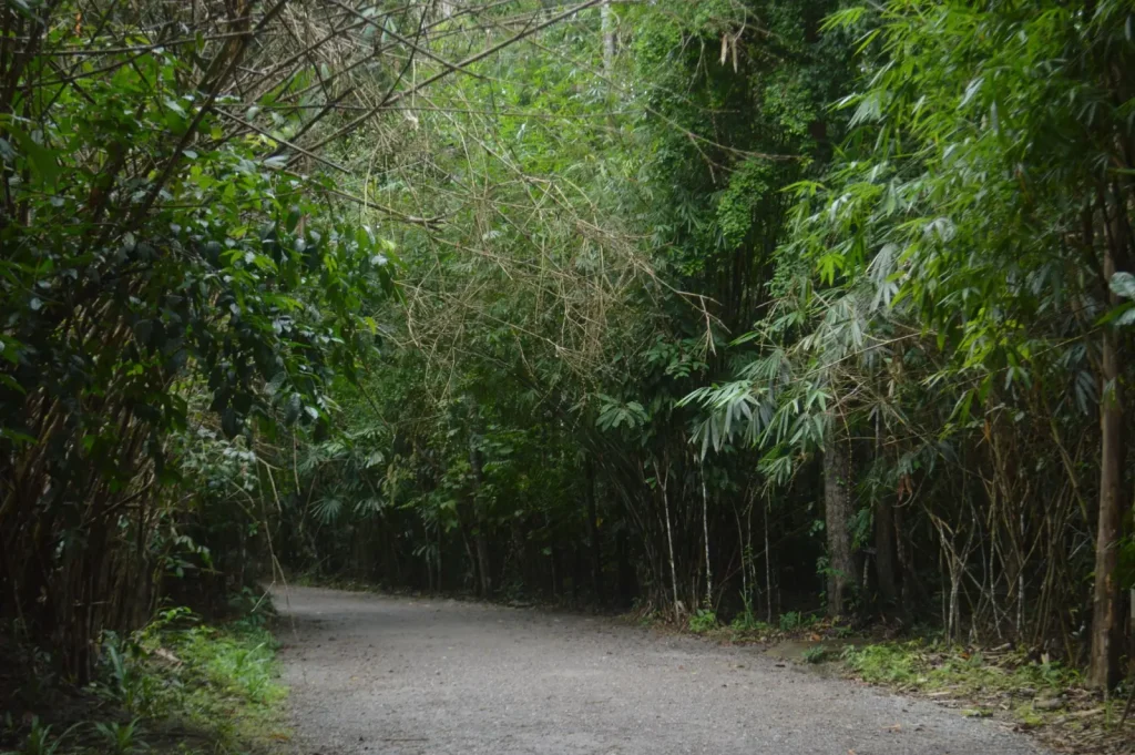 Rainforest Walks Near Port Douglas: What Actually Works