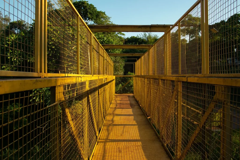 Rainforest Walks Near Cairns: What Actually Works