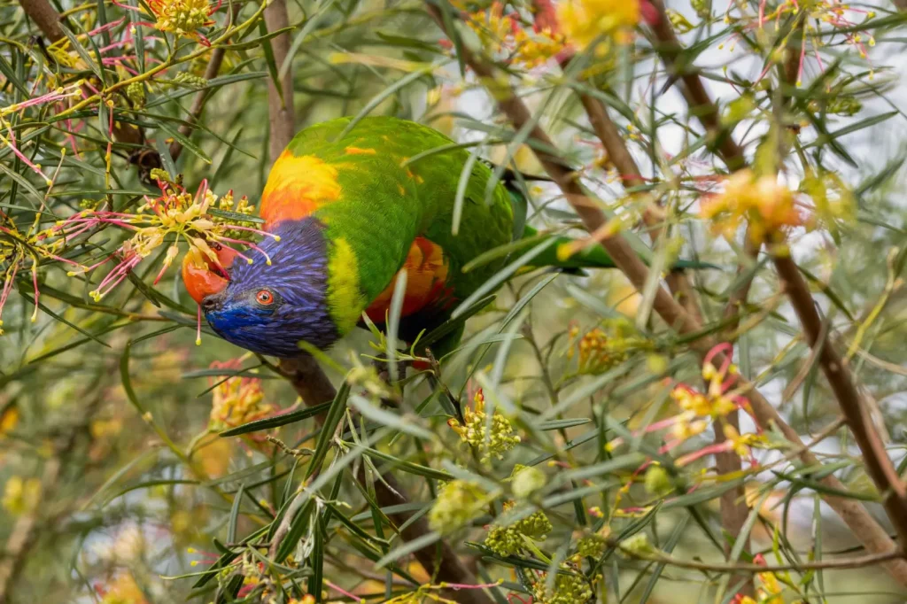 Wildlife of Barron Gorge National Park