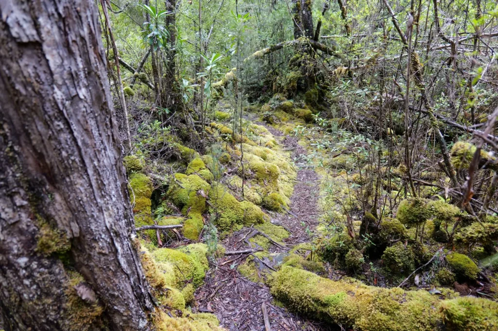 Navigating Australian Rainforests: Weather, Wildlife, and Real Track
