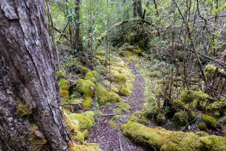 Navigating Australian Rainforests: Weather, Wildlife, and Real Track Navigating Australian Rainforests: Weather, Wildlife, and Real Track