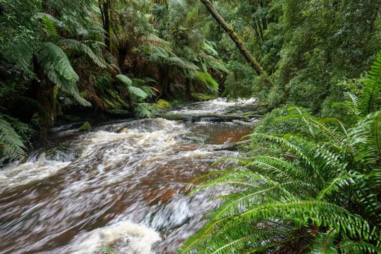 Living Fossils: Ancient Plant Families in Australian Forests Living Fossils: Ancient Plant Families in Australian Forests