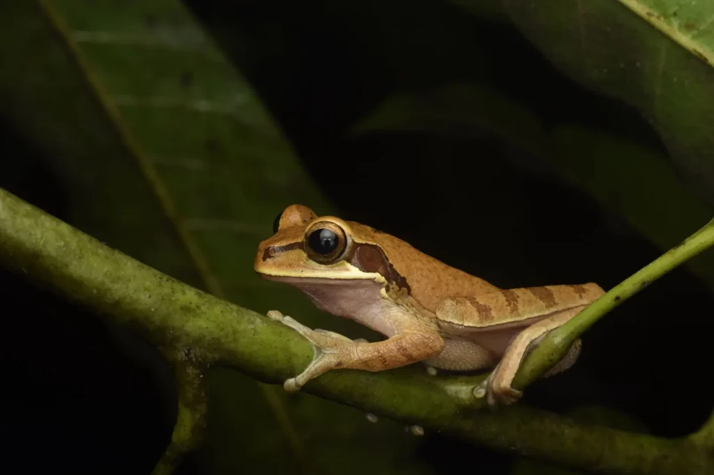 What Happens in the Rainforest After Dark