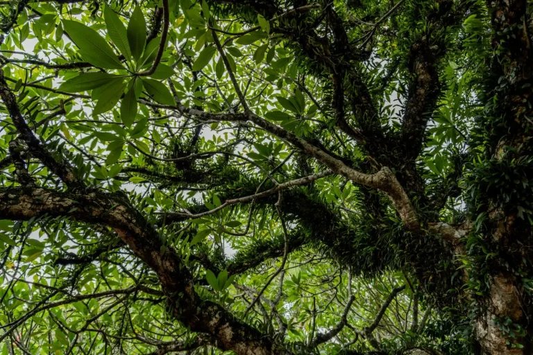 Boyd's Forest Dragon: Life in the Rainforest Canopy