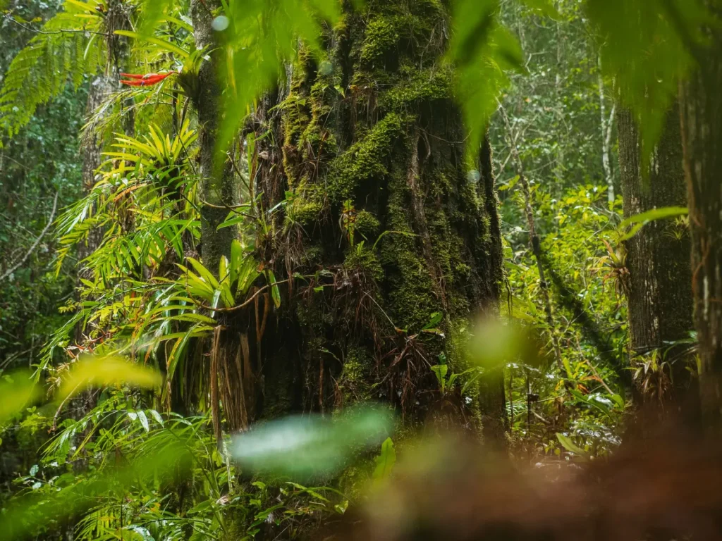 Timing Tropical North Queensland Rainforest Visits