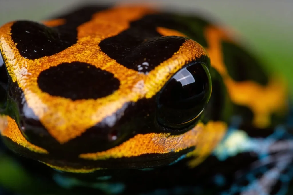 Rainforest Frogs of the Wet Tropics